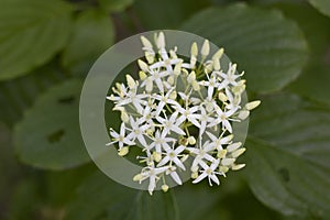 Cornus Alba (Red barked dogwood) blossom and leaves photo