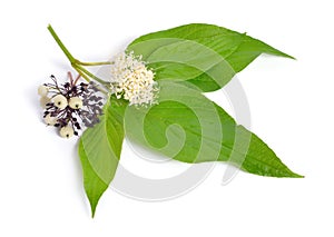 Cornus alba or red-barked, white or Siberian dogwood. Isolated o