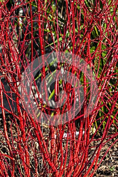 Cornus alba `Sibirica`