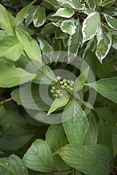 Cornus alba shrub close up