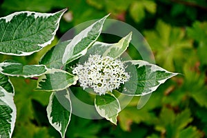 Cornus alba with white and green leaves blossom in spring in the garden