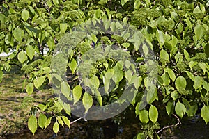 Cornus alternifolia tree in bloom