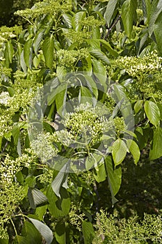 Cornus alternifolia tree in bloom photo