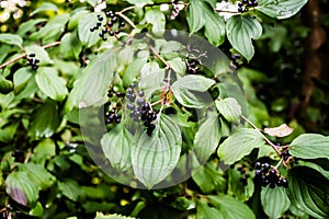 Cornus amomum photo