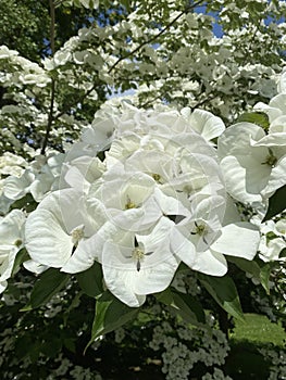 Cornus with beautiful large white flowers , commonly known as dogwoods