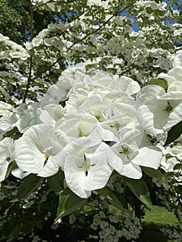 Cornus with beautiful large white flowers , commonly known as dogwoods