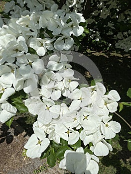 Cornus with beautiful large white flowers , commonly known as dogwoods