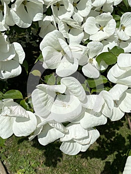 Cornus with beautiful large white flowers , commonly known as dogwoods