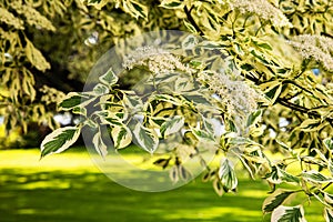 Cornus controversa variegata