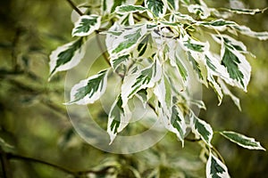 Cornus controversa variegata leaves details