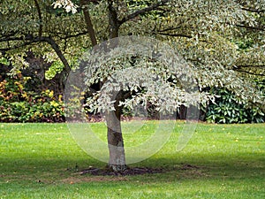 Cornus Controversa Variegata
