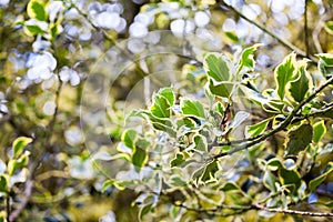 Cornus controversa (variegata) - leaves