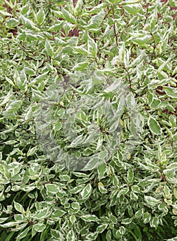 Cornus Elegantissima