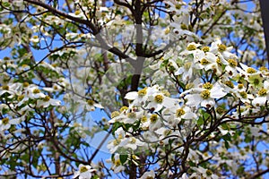 Cornus florida photo