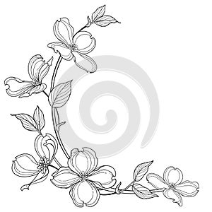 Vector corner bunch of outline American dogwood or Cornus Florida flowers and leaves in black isolated on white background. photo
