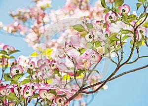 Cornus florida - Flowering dogwood, beautiful flowering tree