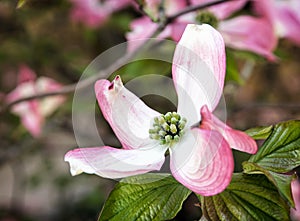 Cornus florida - Flowering dogwood, detailed natural scene