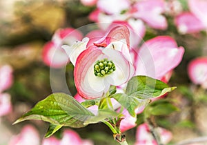 Cornus florida - Flowering dogwood, macro photo