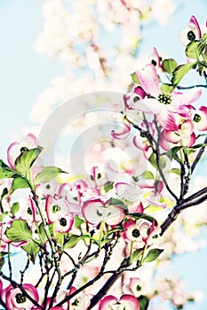 Cornus florida - Flowering dogwood, photo filter