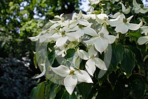 Cornus florida, the flowering dogwood, is a species of flowering plant in the family Cornaceae