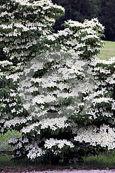 Cornus florida, flowering dogwood photo