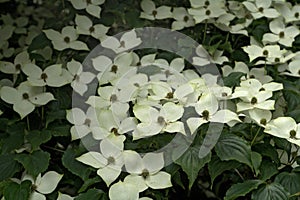 Cornus kousa