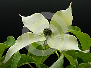 Cornus kousa
