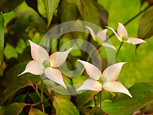 Cornus kousa Cappuccino Bracts