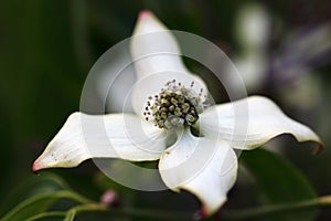 Cornus kousa come in different varieties and species in growth forms, such as trees and shrubs