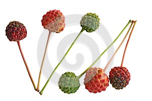 Cornus Kousa Dogwood Fruit