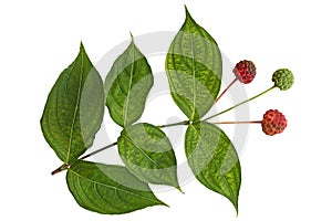 Cornus Kousa Dogwood Fruit and Leaf photo