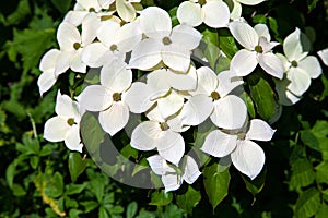 Cornus kousa flowers photo