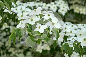 Cornus kousa ornamental and beautiful flowering shrub, bright white flowers with four petals on blooming branches photo