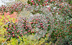 Cornus kousa `Schmetterling` - Bright Red Autumn Fruit on a Cornus kousa Tree Flowering Dogwood in botanical Garden in Poland, E