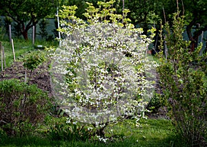 Cornus kousa shrub with white striking flowers in the garden lawn