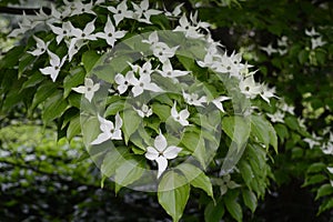 Cornus kousa - tree with white flowers