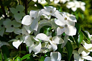 Cornus kousa with white flowers photo