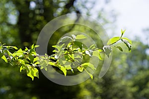 Cornus mas