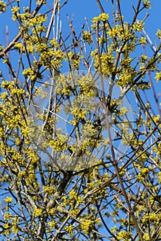 Cornus Mas `Aurea