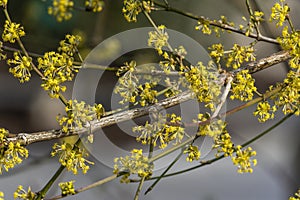 Cornus Mas `Aurea