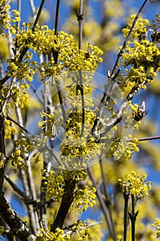 Cornus Mas `Aurea