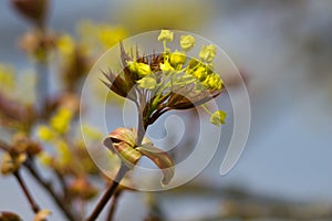 Cornus mas - beautiful spring flowers.