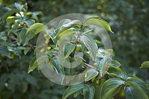 Green foliage of Cornus mas shrub photo