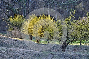 Cornus mas, commonly known as cornel trees in blossom