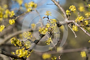 Cornus mas, cornel yellow flowers closeup selective focus