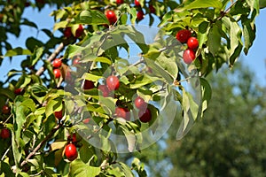 Cornus mas, the Cornelian cherry, European cornel or Cornelian cherry dogwood plant with ripe red berries