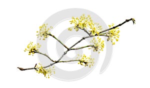 Cornus mas, the Cornelian cherry, European cornel or Cornelian cherry dogwood, is a species of flowering plant.