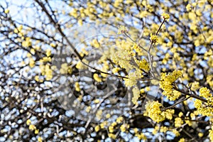 Cornus mas, Cornelian cherry, European cornel, dogwood, flowering plant in the dogwood Cornaceae, native to southern