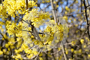 Cornus mas, Cornelian cherry, European cornel, dogwood, flowering plant in the dogwood Cornaceae, native to southern