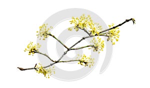 Cornus mas, the Cornelian cherry, European cornel or Cornelian cherry dogwood, is a species of flowering plant. photo